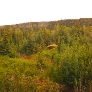 Alaska cabin in muskeg, 1985 rotation