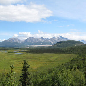 Alaska muskeg vista, 1985 rotation