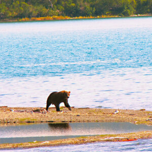 Griz on sandbar Katmai