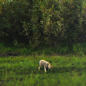 White wolf Kobuk River